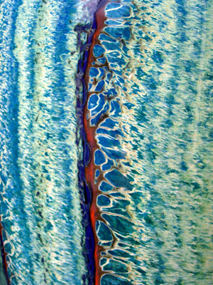 Tracheid vase detail